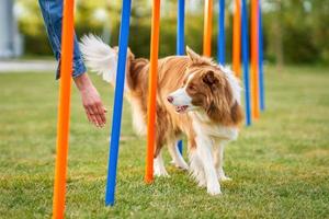 Chocolate White Border Collie with woman owner photo