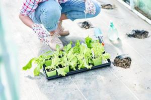 joven jardinero trabajando en invernadero con lechuga foto