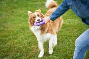 Chocolate White Border Collie with woman owner photo