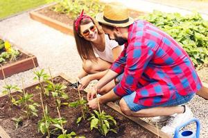 pareja joven plantando vegetales orgánicos foto