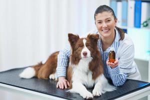 perro border collie marrón durante la visita al veterinario foto