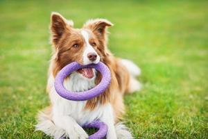 Brown chocolate Border Collie dog training in the garden photo