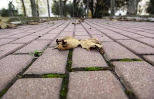 Colored cobblestone floor photo