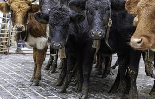 Cows on a farm photo