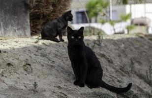 gato abandonado en la calle foto