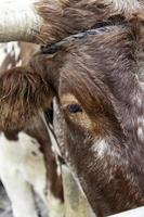 vacas en una granja foto