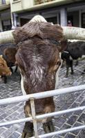 Cows on a farm photo