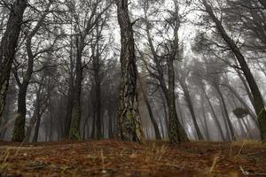 Green forest with fog photo