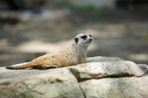 a meerkat is lying on a rock and observing something photo