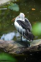 un pelícano australiano pelecanus conspicillatus está parado en un árbol caído en un río para cazar peces. foto