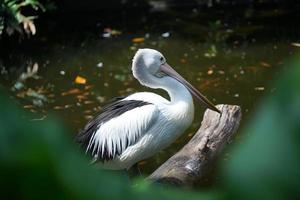 un pelícano australiano pelecanus conspicillatus está parado en un árbol caído en un río para cazar peces. foto