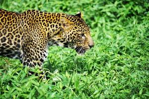 imagen de un leopardo panthera pardus caminando sobre un campo de hierba verde, vista lateral. foto