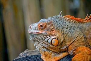 side view of orange iguana head closeup with blurry background. photo