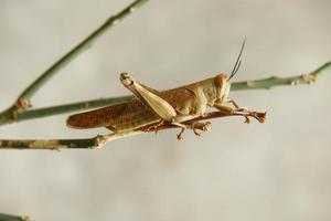 macro photography of the pest Valanga nigricornis wooden grasshopper is perching on the trunk of an orange tree whose leaves have been eaten. photo