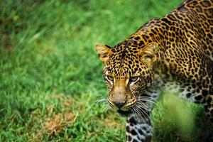 picture of a leopard Panthera pardus walking on green grass field. selective focus, shallow depth of field, focus on object. leopard, bigcat, wild. photo