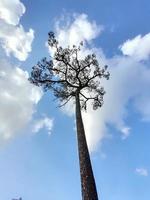 árboles verdes y un cielo azul nublado foto