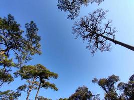 árboles verdes y un cielo azul nublado foto