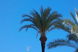 palmeras datileras en el sur de la península ibérica, Cádiz, España, Andalucía foto