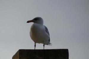 Wild seagulls in nature along the cliffs of the Catalan Costa Brava, Mediterranean, Spain. photo