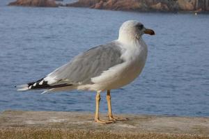 gaviotas salvajes en la naturaleza a lo largo de los acantilados de la costa brava catalana, mediterráneo, españa. foto