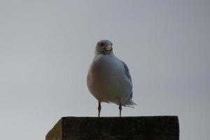 Wild seagulls in nature along the cliffs of the Catalan Costa Brava, Mediterranean, Spain. photo