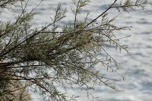 dried flowers and mediterranean leaves with marine background photo