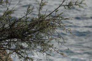 dried flowers and mediterranean leaves with marine background photo