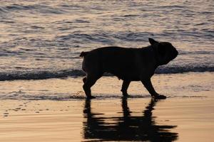perro jugando en la playa demasiado cerca del agua del mar