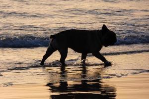 Dog playing on the beach too close to the sea water photo