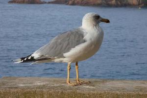 Wild seagulls in nature along the cliffs of the Catalan Costa Brava, Mediterranean, Spain. photo