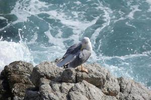 Wild seagulls in nature along the cliffs of the Catalan Costa Brava, Mediterranean, Spain. photo