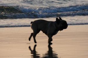 Dog playing on the beach too close to the sea water photo