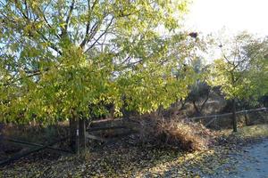 hojas que caen en los árboles en otoño, hojas amarillas en el suelo foto