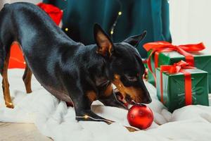 Portrait of funny dog miniature pinscher playing with Christmas ball around gift boxes photo