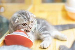 white and gray Scottish cat  Close-up with blurred background photo