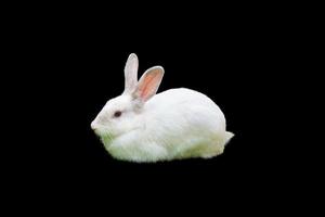 White rabbit close up with black background. isolate photo