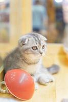 white and gray Scottish cat  Close-up with blurred background photo