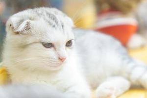 white and gray Scottish cat  Close-up with blurred background photo