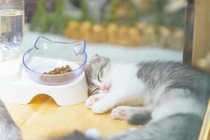 white and gray Scottish cat  Close-up with blurred background photo