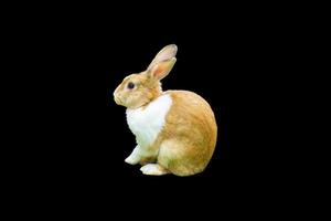 White and brown rabbit close up with black background. isolate photo