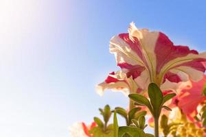 Blooming petunias against the blue sky. Bottom view of the photo. Copy space photo