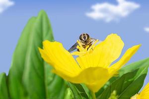 Honey bee on yellow flower collects nectar and with green leaves against blue sky with clouds. Macro photography. Nature. Copy space photo