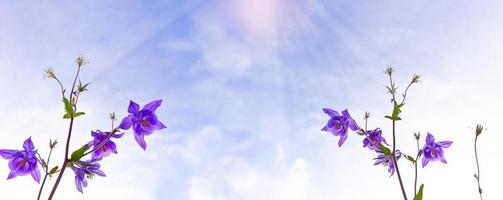 Purple flowers columbie against a blue sky. Sun with rays. Spring, summer banner. Copy space photo