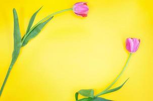 Two pink tulips bent into frame on yellow background. Holidays, Spring, March 8, International Women's, Mother's Day, Birthday. Copy space photo