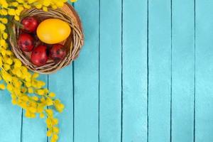 Branch of mimosa, dyed red spotted quail and yellow eggs in nest on blue wooden boards. Easter background. Copy space photo