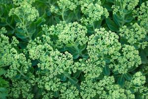 Green flowers of sedum in garden. Spring or summer botany background photo