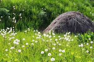 Glade of dandelions with haystack, an anthill during day. Natural background photo