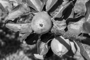 Photography on theme beautiful fruit branch apple tree photo