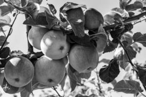 Photography on theme beautiful fruit branch apple tree photo