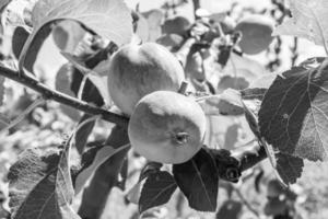 fotografía sobre el tema hermosa fruta rama manzano foto